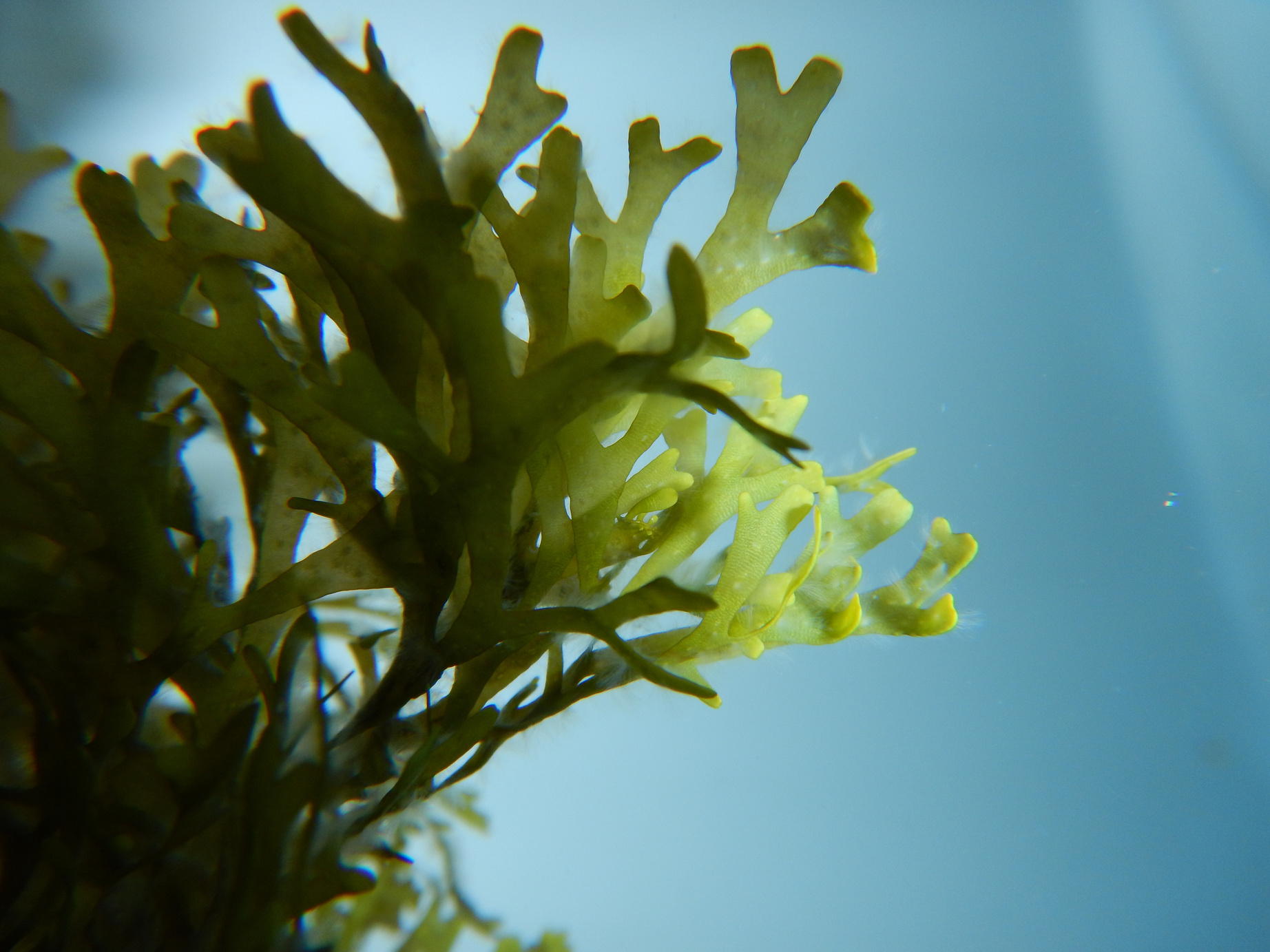 Seaweed